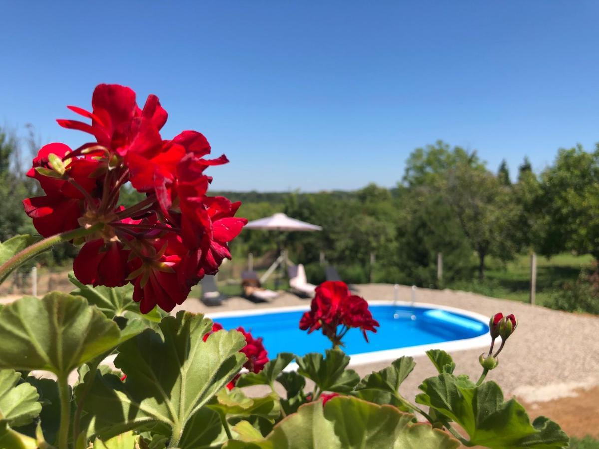 Fruska Pool House Villa Sremska Kamenica Exteriör bild